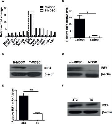 Interferon Regulatory Factor 4 Regulates the Development of Polymorphonuclear Myeloid-Derived Suppressor Cells Through the Transcription of c-Myc in Cancer